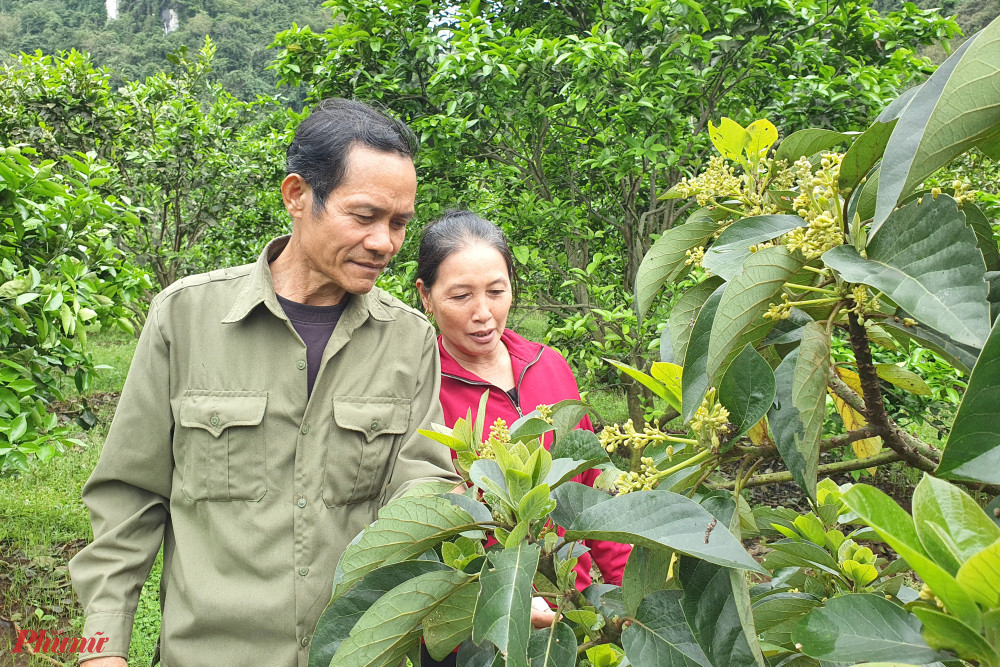 Hai vợ chồng kiểm tra tỉ lệ đậu quả của giống bơ mới được nhân giống thử nghiệm trong vườn