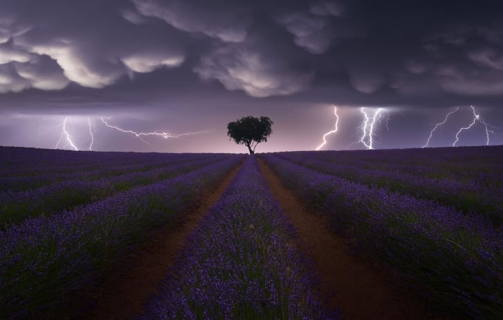 Nhiếp ảnh gia người Tây Ban Nha Juan López Ruiz đã giành chiến thắng ở hạng mục phong cảnh vì chụp được khoảnh khắc tia sét đánh xuống cánh đồng hoa oải hương, với một cây đơn độc ở trung tâm.