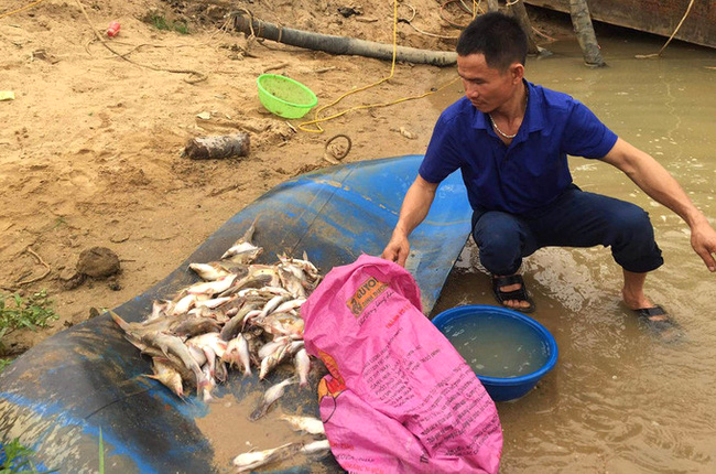 Người dân vớt từng bao tải cá chết mang về làm thức ăn cho gia súc