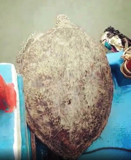 Một con rùa Đồi mồi dứa (có tên khoa học làLepidochelys olivacea) quý hiếm được người dân giao nộp để thả về đại dương