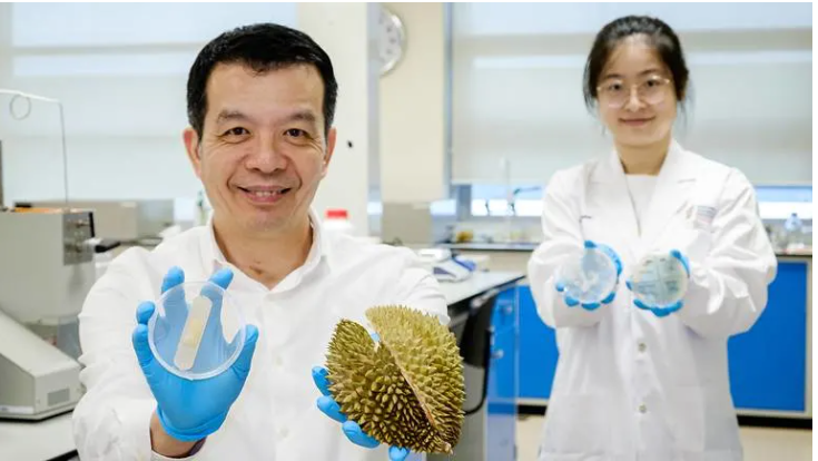 Giáo sư William Chen (trái) cầm miếng băng hydrogel làm từ vỏ sầu riêng