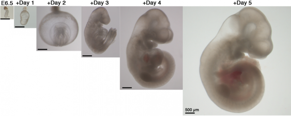 Phôi chuột phát triển bên ngoài tử cung từ ngày 1-5
