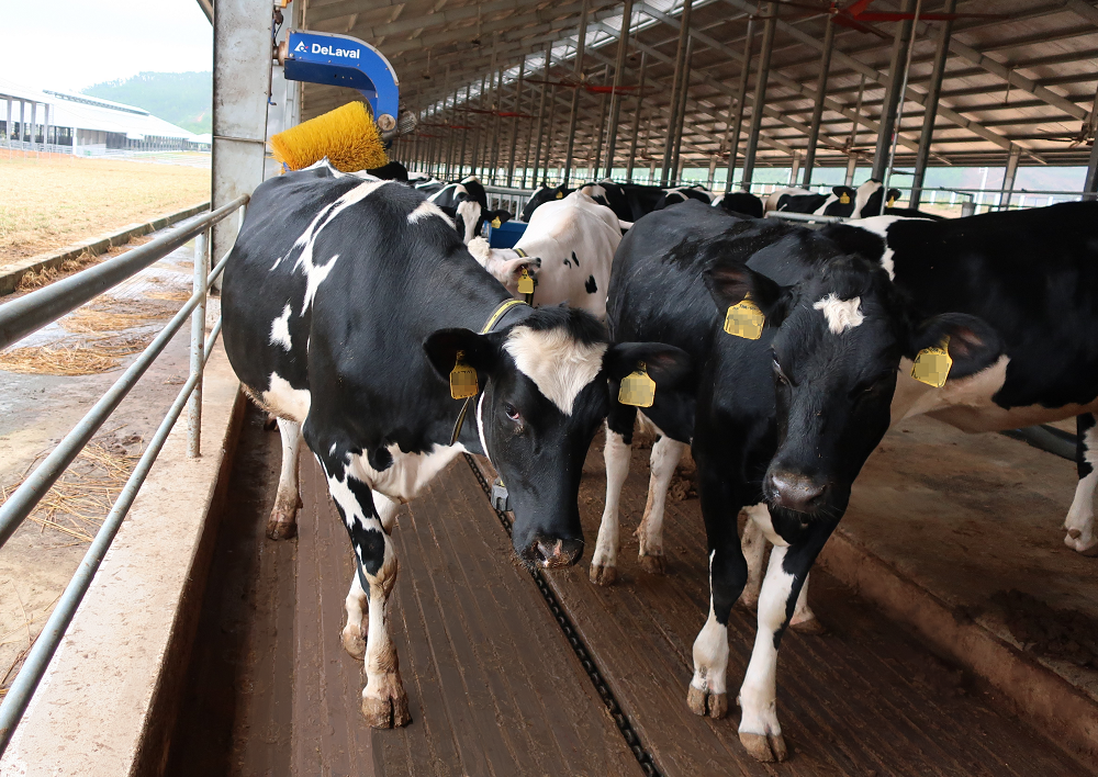 Khu vực chuồng trại có hệ thống làm mát tự động và chổi massage tự động giúp bò dễ chịu, không bị căng thẳng và hồi phục nhanh sau một hành trình dài