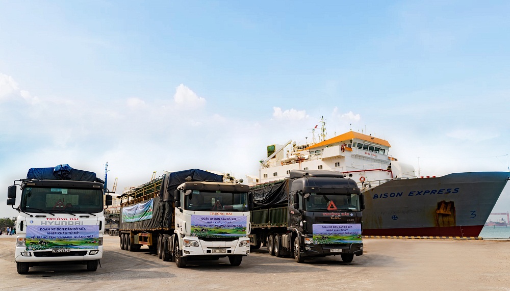 Đoàn xe chuyên dụng sẵn sàng để đưa hơn 2.100 bò sữa về trang trại Vinamilk Quảng Ngãi
