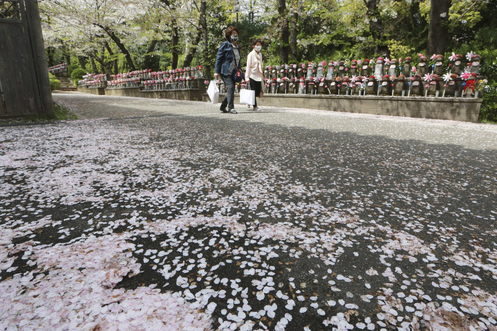 Một con đường ở Tokyo phủ đầy hoa anh đào