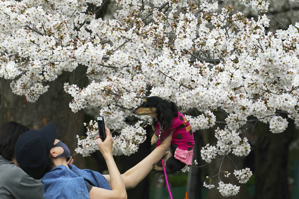 Một phụ nữ dắt chó cưng đi chụp ảnh cùng hoa anh đào
