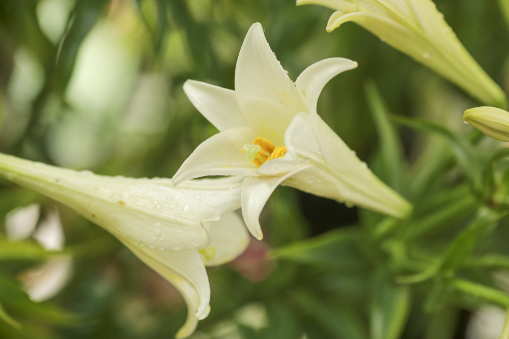 Hoa được chị Thúy cắm từ đầu mùa nhưng vẫn rất tươi tốt, khoe sắc trắng điểm xuyết cho khu vườn nhà