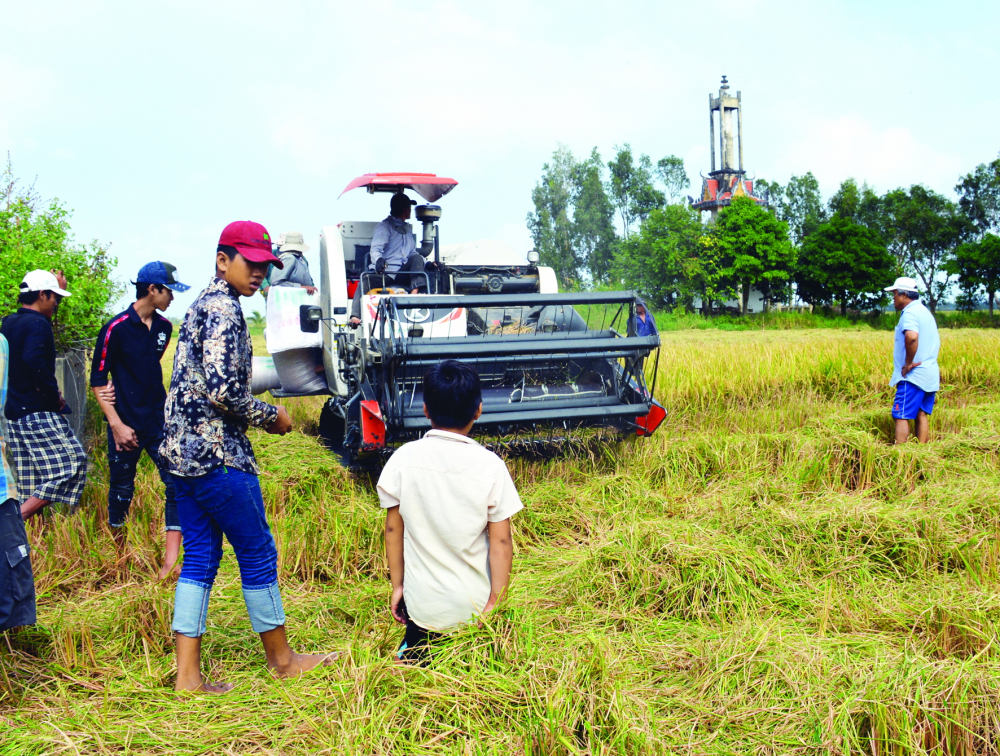 Săn chuột đồng sau mùa gặt