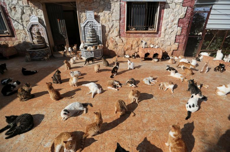 Đây là khung cảnh quen thuộc trong khuôn viên trại nuôi dưỡng mèo Ernesto ở Idlib, Syria