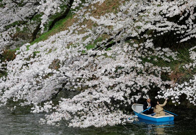 Một cặp tình nhân chèo thuyền ngắm hoa ở công viên Chidorigafuchi, Tokyo, Nhật Bản.