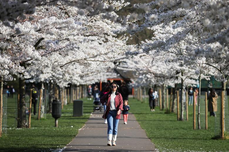 Hai hàng hoa anh đào được trồng đối xứng mang đến vẻ đẹp lãng mạn cho công viên Battersea ở London, Anh.