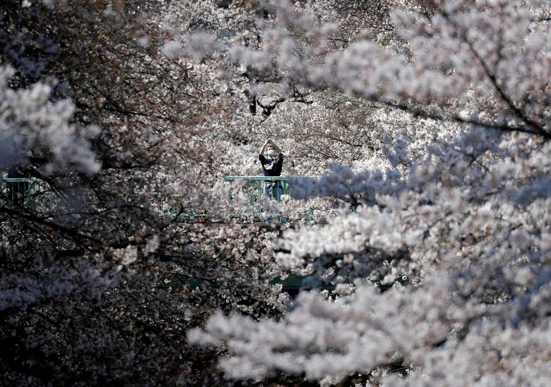 Một du khách như bị nhấn chìm trong rừng hoa anh đào ở Tokyo, Nhật Bản. Thông thường, hoa nở rộ vào đầu hoặc trung tuần tháng 4. Tuy nhiên, từ cuối tháng 3 hoa đã nở. Năm nay là một trong những năm được ghi nhận hoa anh đào nở sớm trong lịch sử được ghi chép lại. Nguyên nhân được cho là do biến đổi khí hậu.