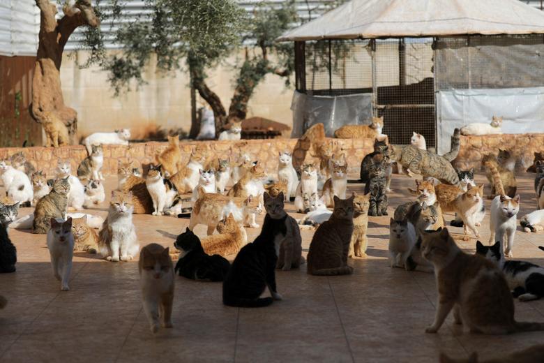 'Hầu hết những con mèo được nhận nuôi bị chủ bỏ rơi, bị thương trong chiến tranh. Chúng tôi kiểm tra sức khoẻ, đoe62u trị vết thương và nuôi dưỡng chúng', Mohamad Wattar, người quản lý hiện tại cho biết.