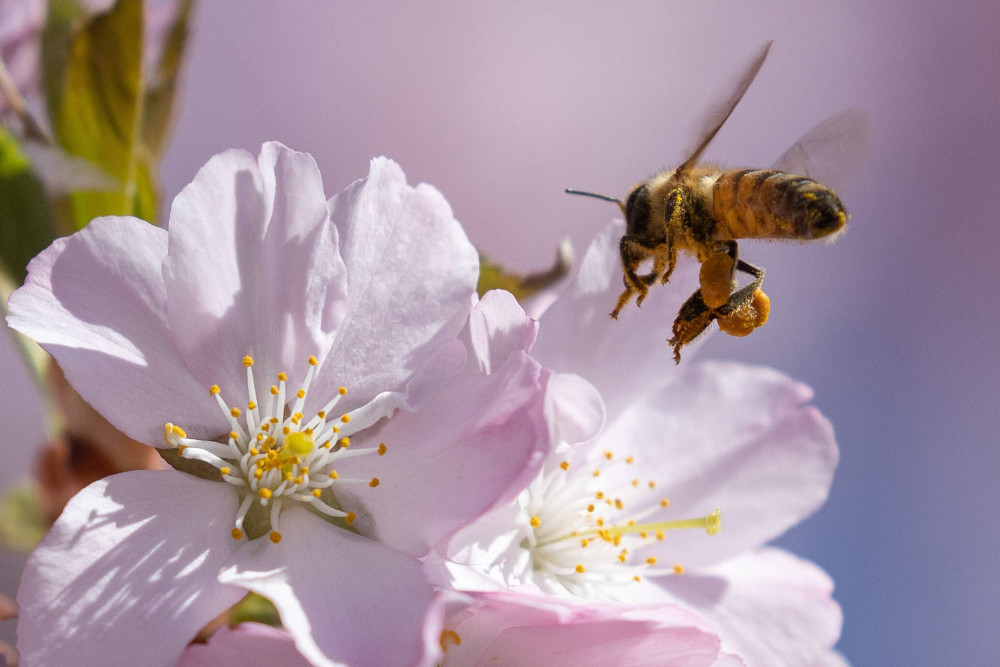 Khi hoa anh đào nở, ong cũng đến hút mật.