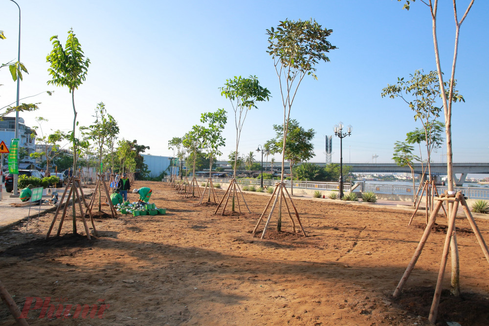 Những hàng cây xanh được trồng mới ven sông Sài Gòn trên dọc đường Nguyễn Văn Hưởng, phương Thảo Điền. 