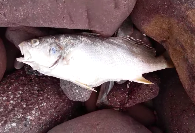Nhiều con cá lớn bị sóng đánh vào các bãi đá