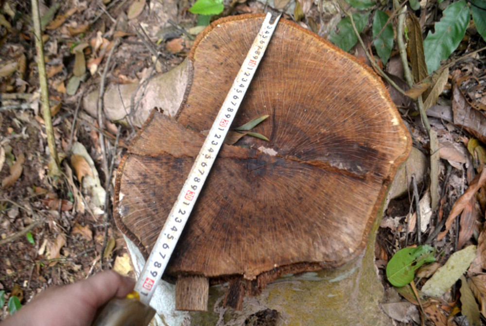 Nhiều cây có đường kính 30-50cm