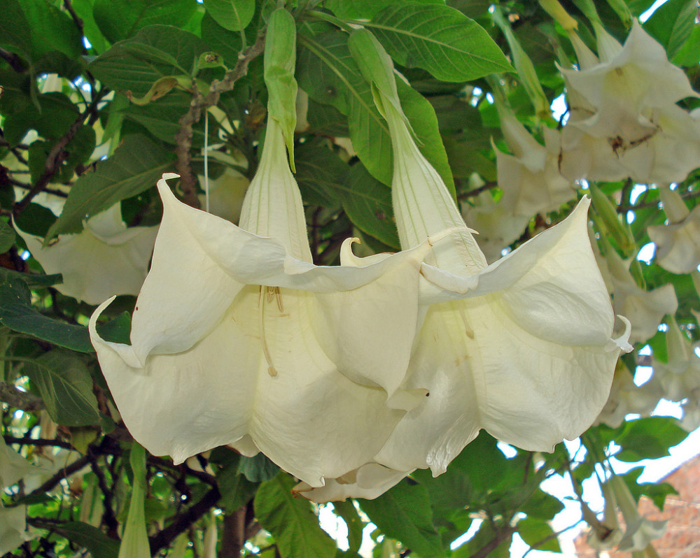 scopolamine, được ví như “hơi thở của quỷ” được chiết xuất từ hoa loa kèn ở Nam Mỹ