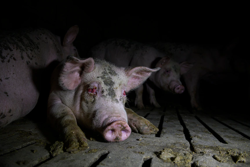 Giải ba cho Câu chuyện về môi trường cho thấy những con lợn gần như mù do tiếp xúc với khí sinh ra từ bùn tích tụ dưới sàn chuồng, trong một trang trại lợn ở châu Âu.