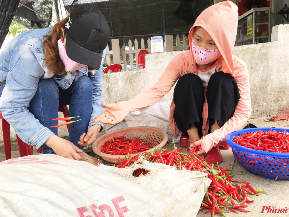 Phần lớn ớt tại Quảng Ngãi đều được sơ chế thô rồi xuất bán sang thị trường Trung Quốc