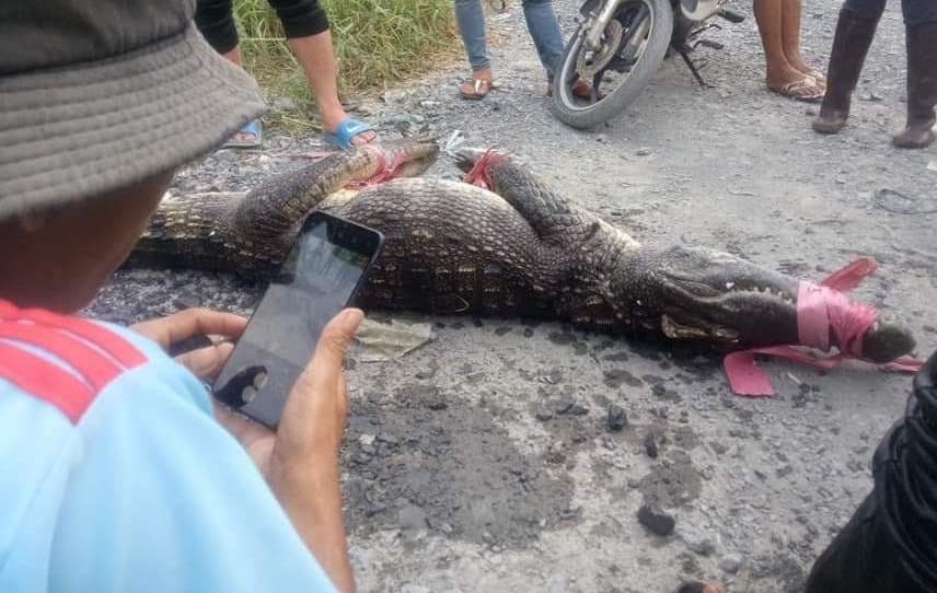 Con cá sấu người dân bắt được ở môi trường tự nhiên thuộc xã Phạm Văn Hai, huyện Bình Chánh - ảnh: Người dân cung cấp.