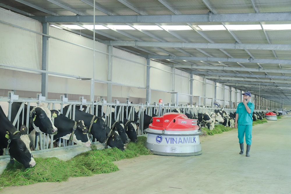 Vinamilk hiện có 13 trang trại bò sữa chuẩn quốc tế trên cả nước. Ảnh: Vinamilk