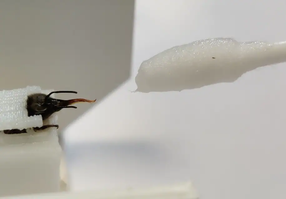 Ong mật học cách đưa vòi về phía mẫu thử nhiễm COVID-19