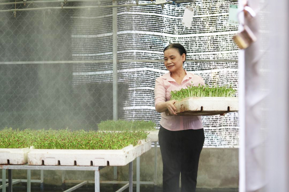 Chị Trần Thị Phải đầu tư nhà lưới với hệ thống phun sương tự động cho trồng rau mầm