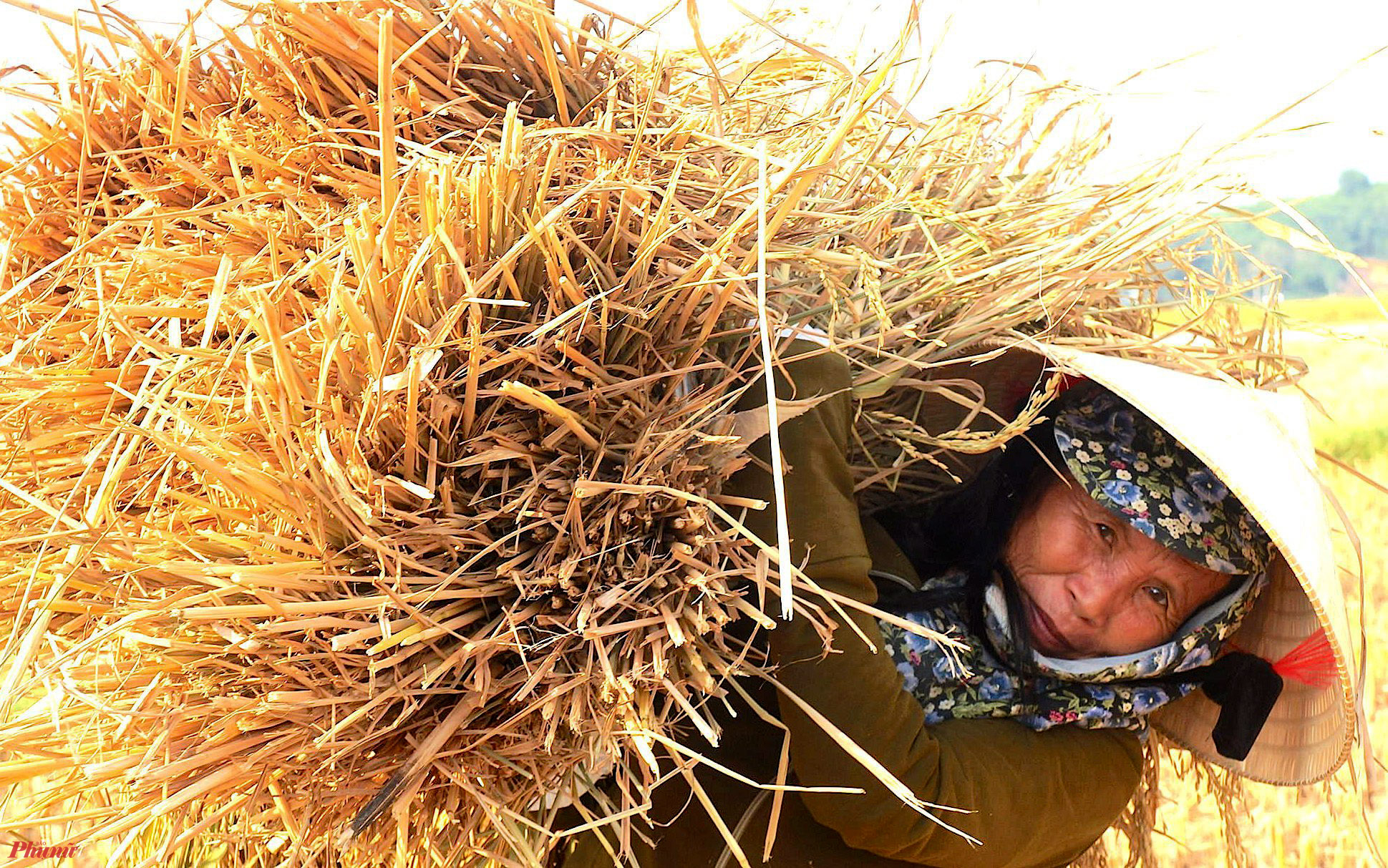 Bà Nguyễn Thị Mai (59 tuổi, trú xã Minh Thành, huyện Yên Thành, Nghệ An) cho biết, gia đình có 5 sào lúa đã quá ngày thu hoạch. Mấy hôm nay, gia đình đã liên tục gọi máy về gặt lúa song cũng chỉ mới gặt được 1 sào. “Sốt ruột quá, cả nhà phải gặt tay. Nhưng nắng quá cũng chỉ mới gặt được 2 sào” - bà Mai nói.