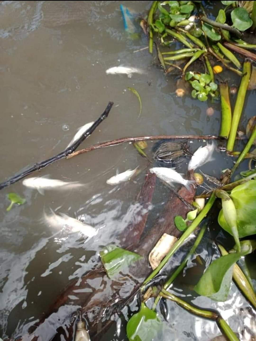 Một đoạn cá chết trên sông Cần Thơ