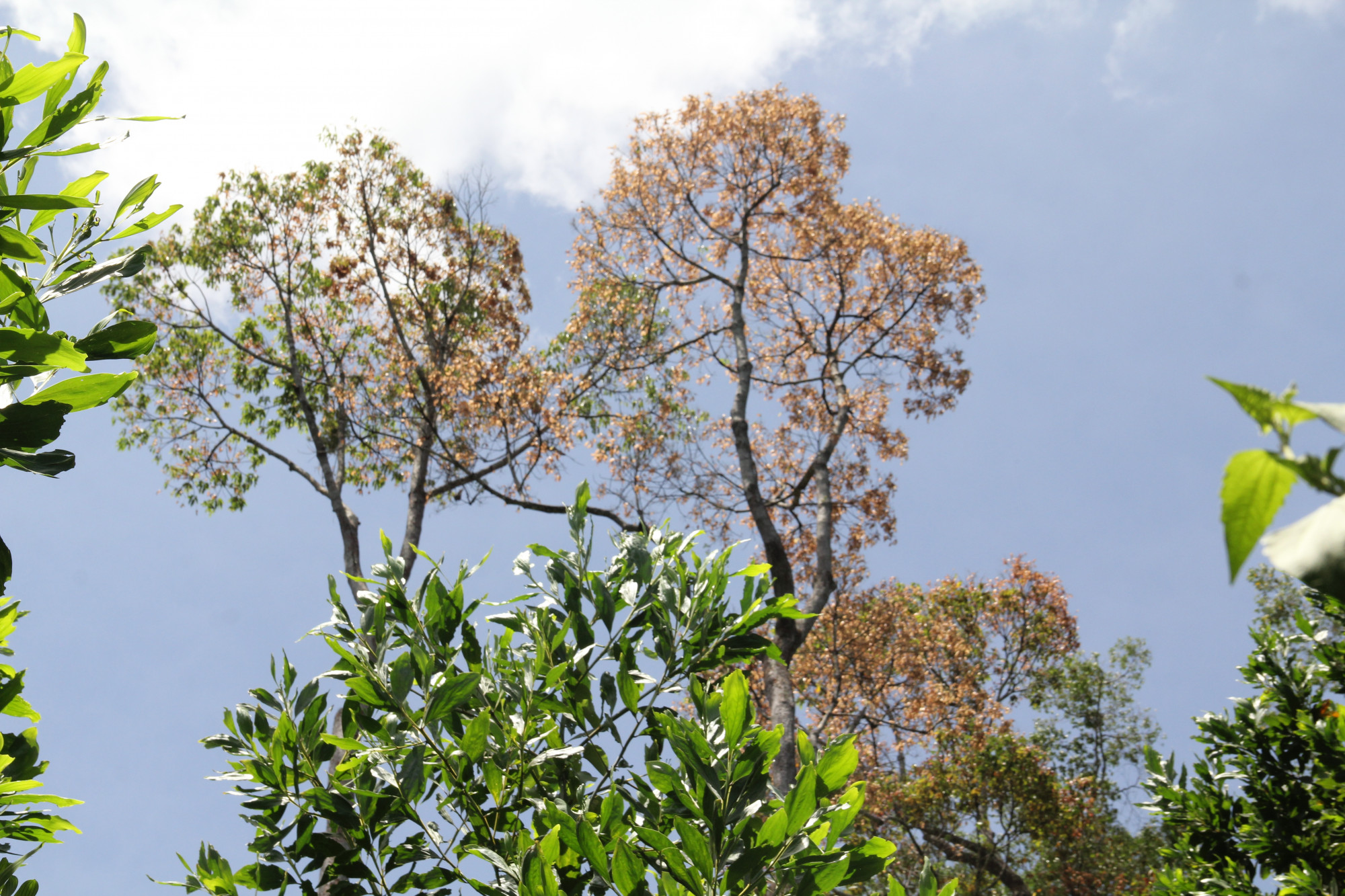 Những cây ươi vào mùa cho hạt nằm rải rác dọc dãy Trường Sơn