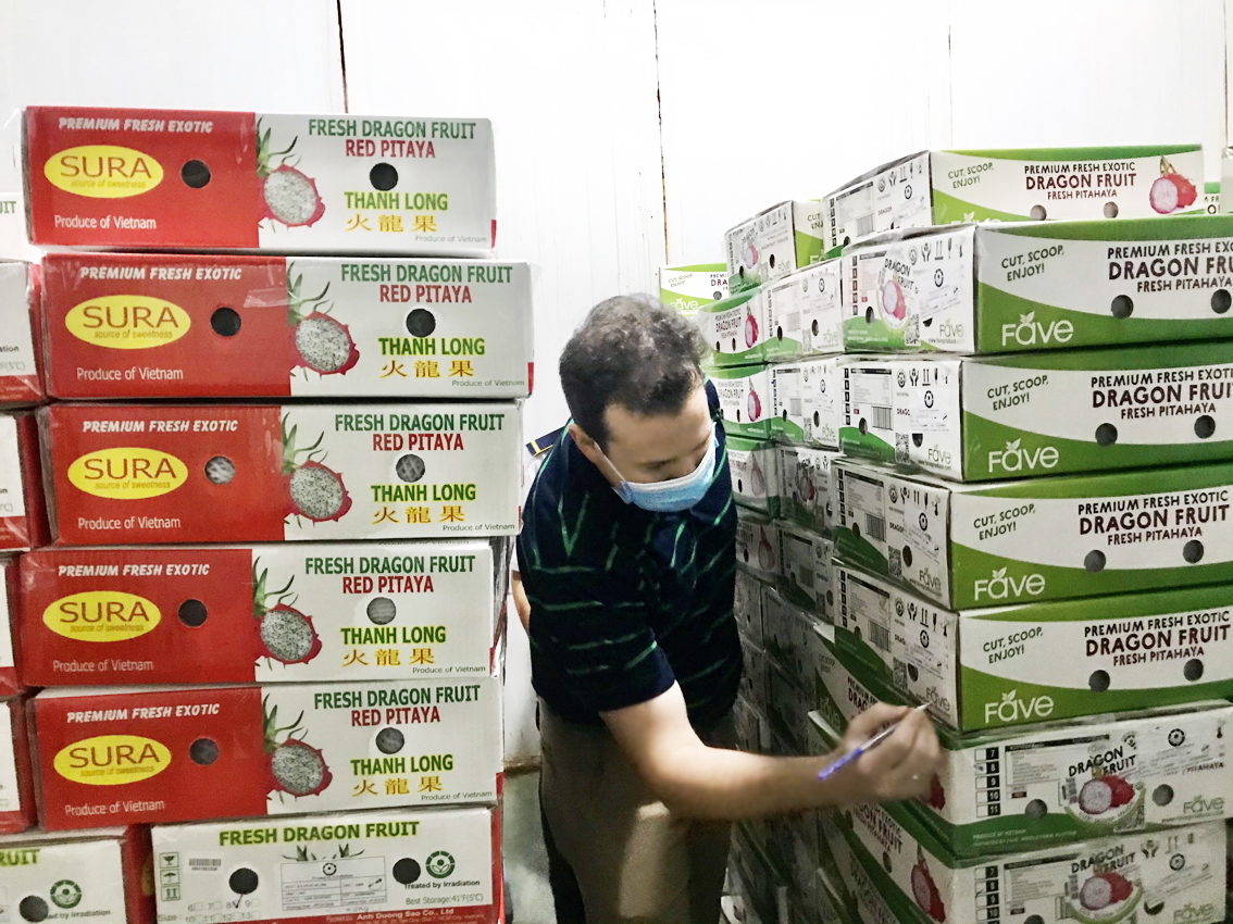 Chuyên gia Mỹ đang kiểm tra lô trái cây xuất khẩu Việt Nam chuẩn bị xuất sang Mỹ tại Trung tâm Chiếu xạ Sơn Sơn (TP.HCM) - Ảnh: Quốc Thái