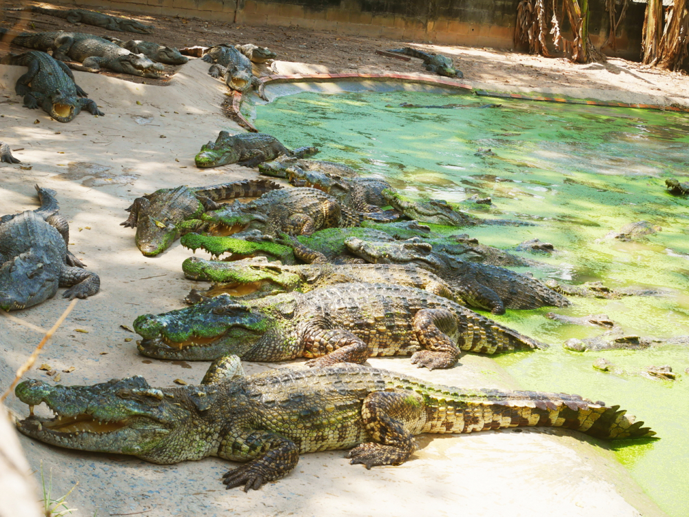 Cá sấu ở nhiều trại nuôi trên địa bàn TP.HCM hiện đang bị đói, nhiều con rất ốm do người nuôi cá sấu phải kinh doanh cầm cự - ẢNH: T.D.