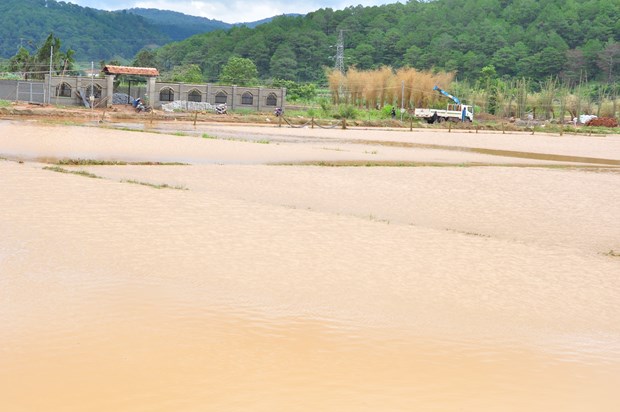 Mưa lũ gây ngập lụt, nhấn chìm hơn 100ha rau, hoa ở huyện Đức Trọng, tỉnh Lâm Đồng - Ảnh: TTXVN 