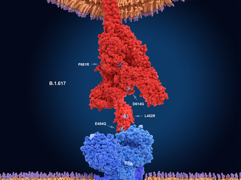 Các chữ số trong hình đồ họa này cho thấy các vị trí đột biến chính của biến thể Delta, được coi là phiên bản dễ lây lan nhất của SARS-CoV-2. Trên hình, protein tăng đột biến của virus (màu đỏ) móc nối vào một thụ thể trên tế bào người (xanh lam) - Ảnh:  Juan Gaertner/ Science Source