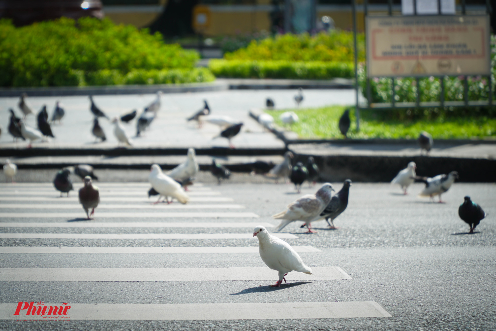 Những chú chim bồ câu vô tư đi lại giữa đường
