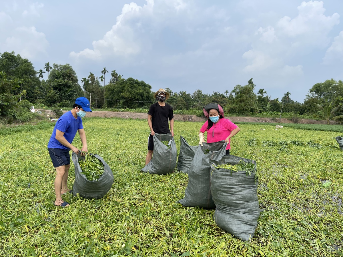 NTK Thuận Việt và bạn bè thu gom rau muống ở Hóc Môn.