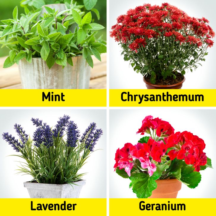 Bạc hà, hoa cúc, hoa oải hương và hoa phong lữ là những loại thuốc trừ sâu tự nhiên có tác dụng xua đuổi côn trùng. 
