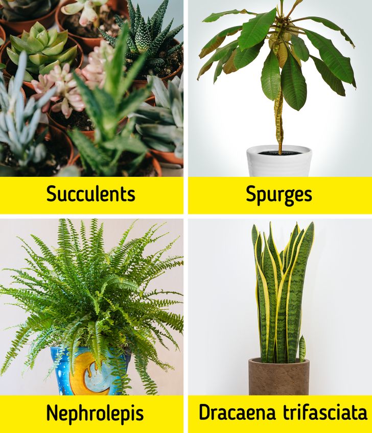 Những bao gồm nhiều loại hình succulents và xương rồng , spurges , NEPHROLEPIS EXALTATA (hoặc dương xỉ Boston) , và Sansevierias (hoặc thực vật rắn) .