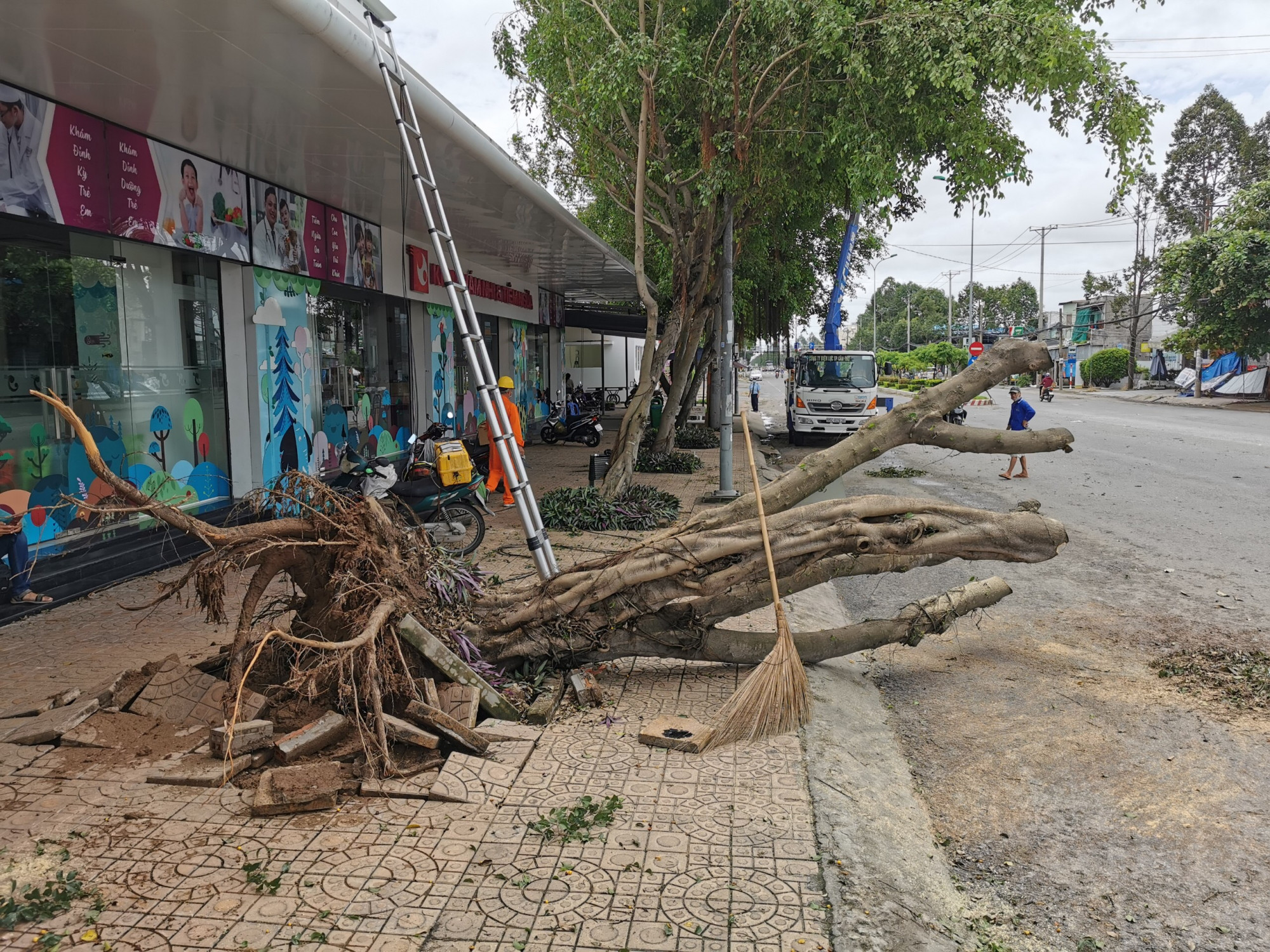 Trên đường Nguyễn Văn Cừ, một cây sanh cao khoảng 10m nằm trên vỉa hè bị gió làm bật gốc đổ ra đường.