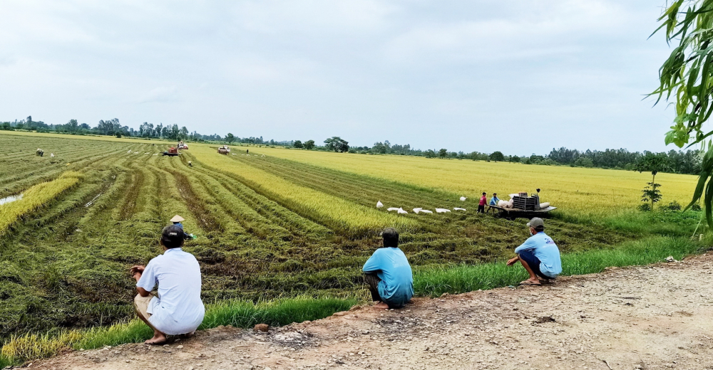 Người dân ở cù lao thu hoạch lúa nhưng vẫn giữ khoảng cách, hạn chế tiếp xúc để phòng, chống dịch