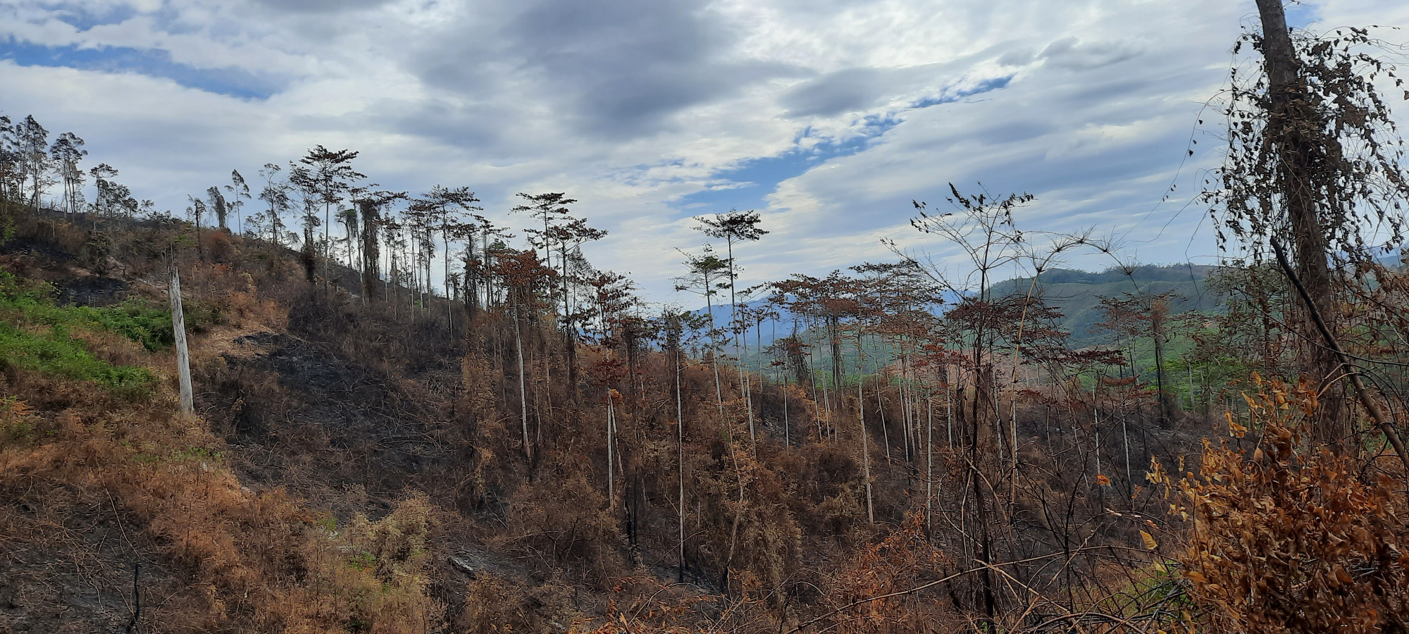 Phương thức chủ yếu của lâm tặc là hợp đồng với một số người dân địa phương tiến hành đốt cháy, rồi từ đó khai thác những cây gỗ đã bị chết