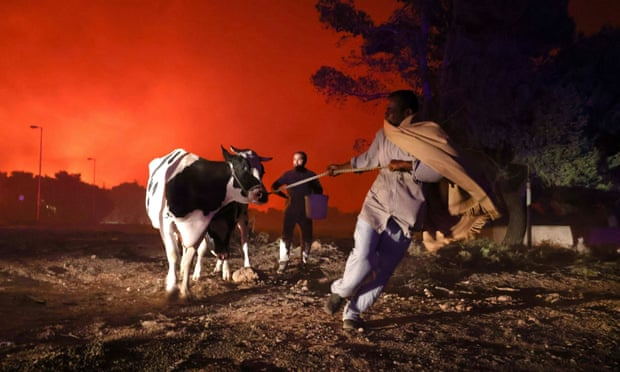 Người dân địa phương dắt gia súc chạy trốn khi cháy rừng lan đến ngoại ô phía bắc Athens - Ảnh: Reuters