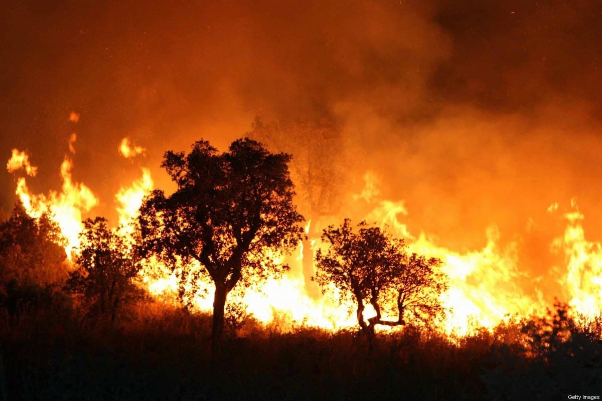 Ít nhất 42 người thiệt mạng sau đợt cháy rừng dữ dội tại Algeria.