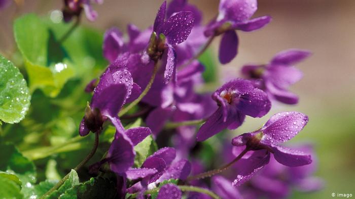 Hoa violet có kẹo, một phụ kiện tuyệt đẹp trên bánh ngọt và món tráng miệng, hãy nhớ ngay đến mùa xuân khi nói đến nụ có thể ăn được. Những cánh hoa rất tinh tế về hương vị, và cũng có thể tạo mùi thơm cho món salad và súp.