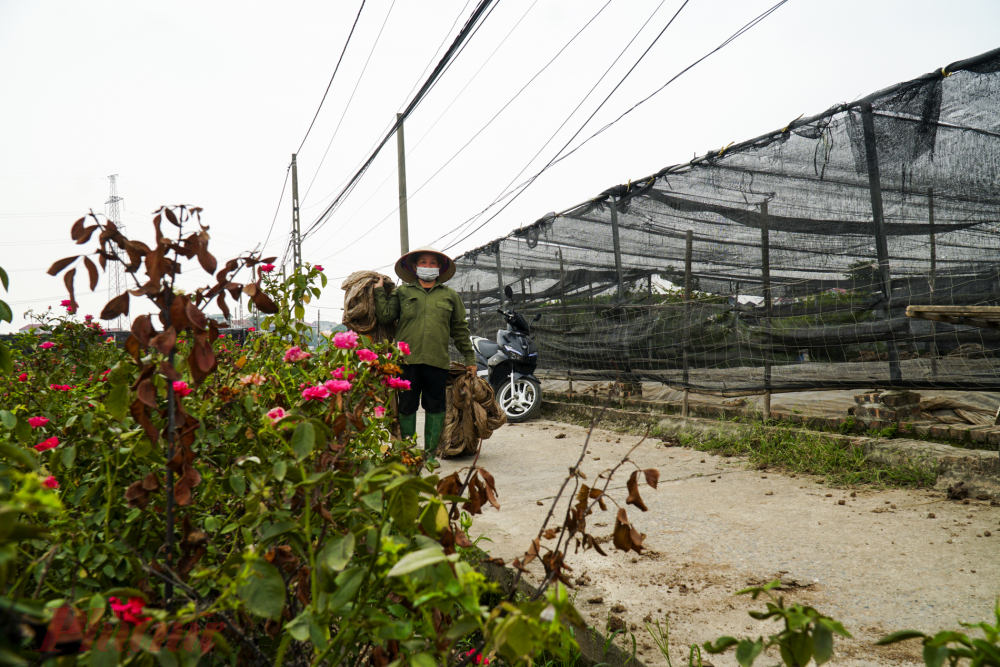 Đang chuẩn bị đồ đạc để chuyển canh tác sang trồng rau, bà Nguyễn Thị Dậu, cho biết, gia đình bà vừa phá nguyên vườn cúc đang nở rộ vì không thể bán ra thị trường. 