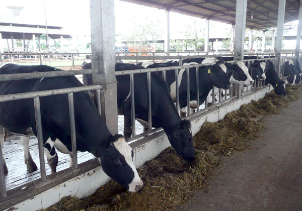 Một trại nuôi bò tại Dalatmilk. Ảnh: Báo Lâm Đồng