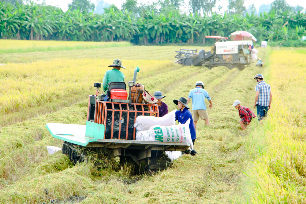 Đồng bằng sông Cửu Long đang vào mùa thu hoạch vụ lúa hè thu, Bộ Nông nghiệp và Phát triển nông thôn, Bộ Công Thương và các địa phương đang phối hợp tìm giải pháp tiêu thụ lúa gạo - Ảnh: Từ Nhân