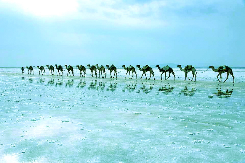 Lạc đà vận chuyển muối ở hồ Assal