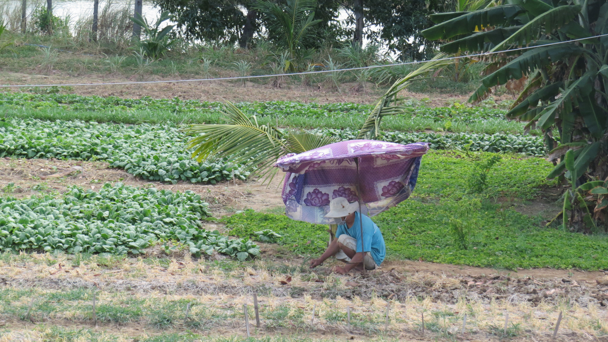 Vùng trồng rau xã Bình Ngọc, TP Tuy Hòa, Phú Yên bị ảnh hưởng bởi dịch COVID-19